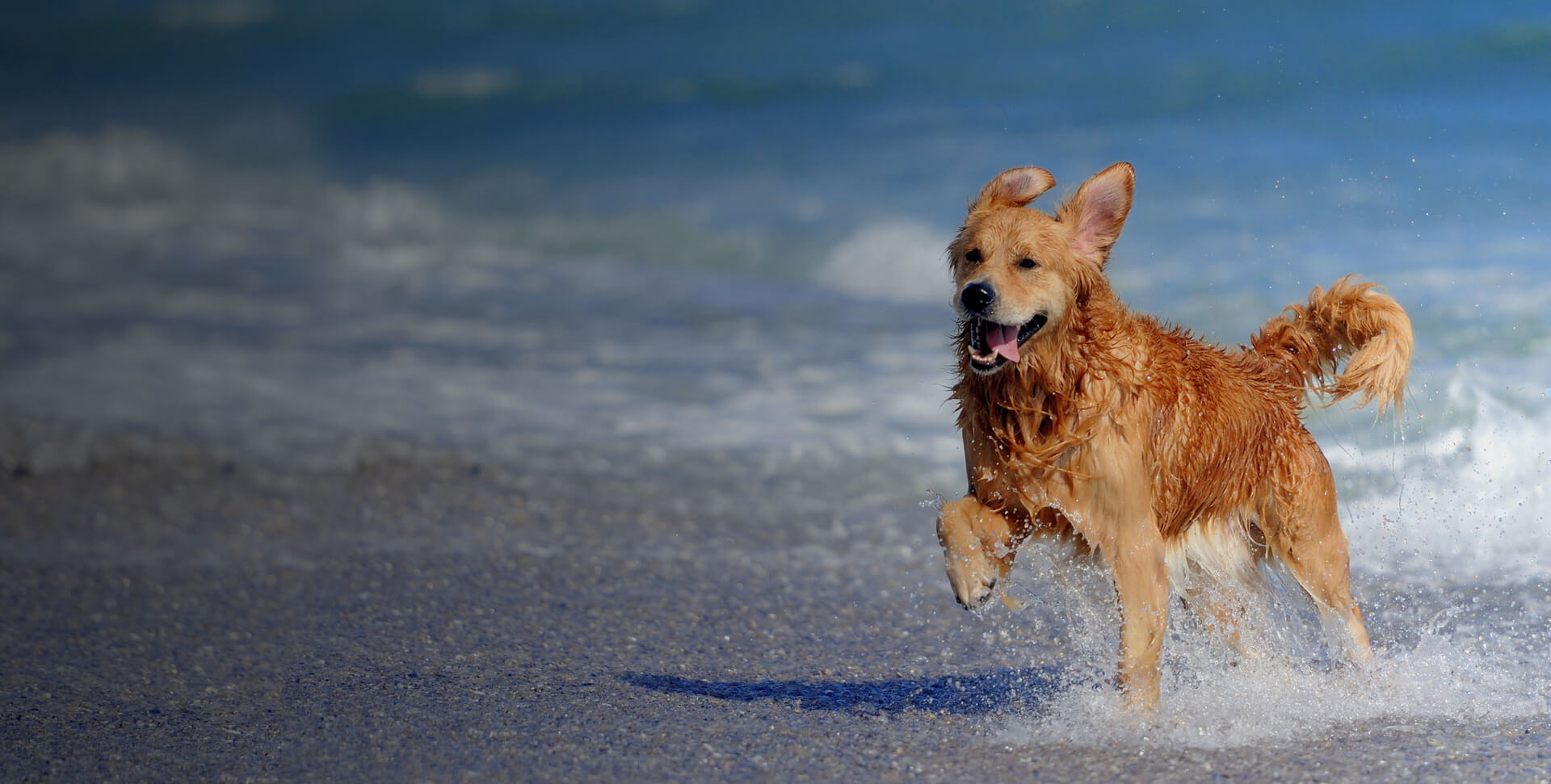San Diego Veterinarian