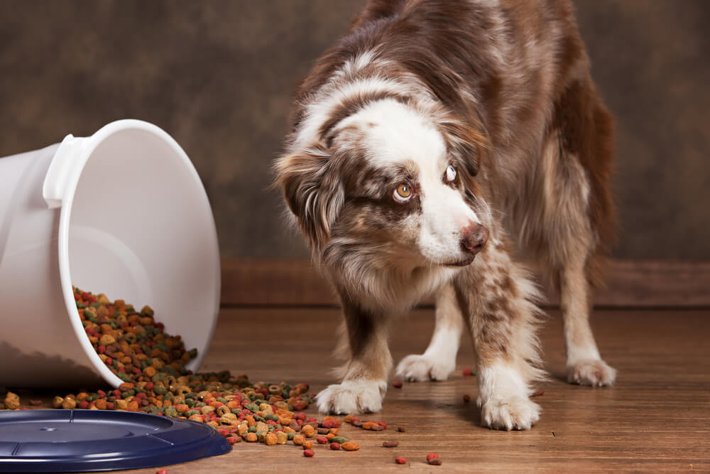Australian Shepherd standing over a spilled bucket of dog food, representing overeating risks and pancreatitis in pets in San Diego