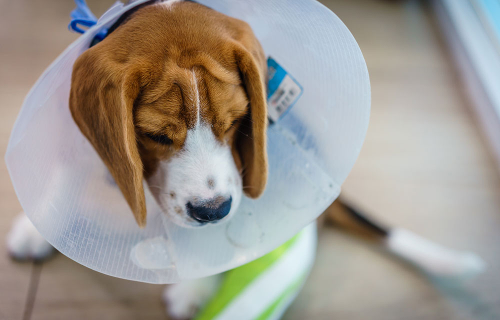 Beagle wearing a recovery cone after surgery, representing cranial cruciate disease and recovery in pets in San Diego