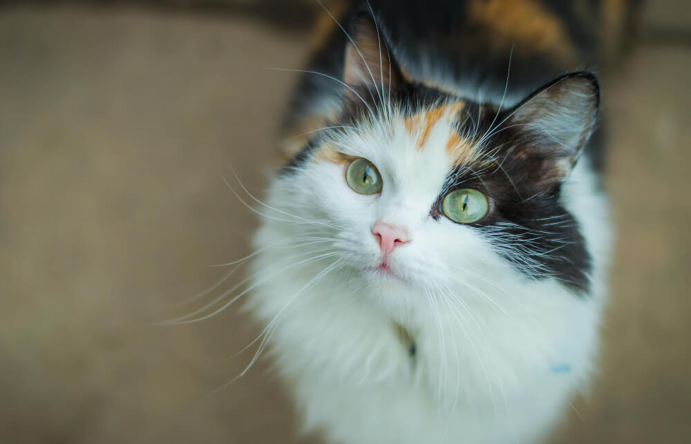 Close-up portrait of a calico cat with green eyes, representing veterinary radiology services in San Diego