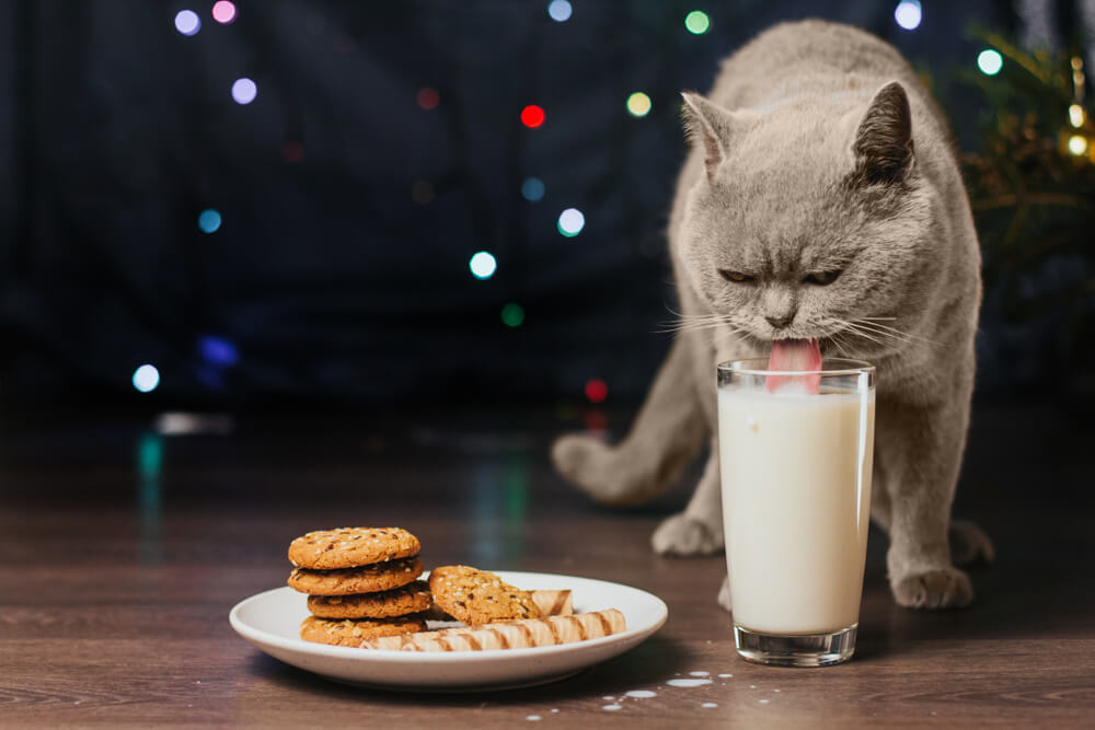 Grey cat licking milk from a glass beside holiday cookies and Christmas lights, representing pet holiday safety in San Diego