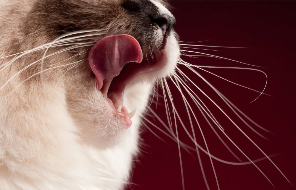 Close-up of a cat's open mouth showing teeth, representing veterinary dentistry services in San Diego