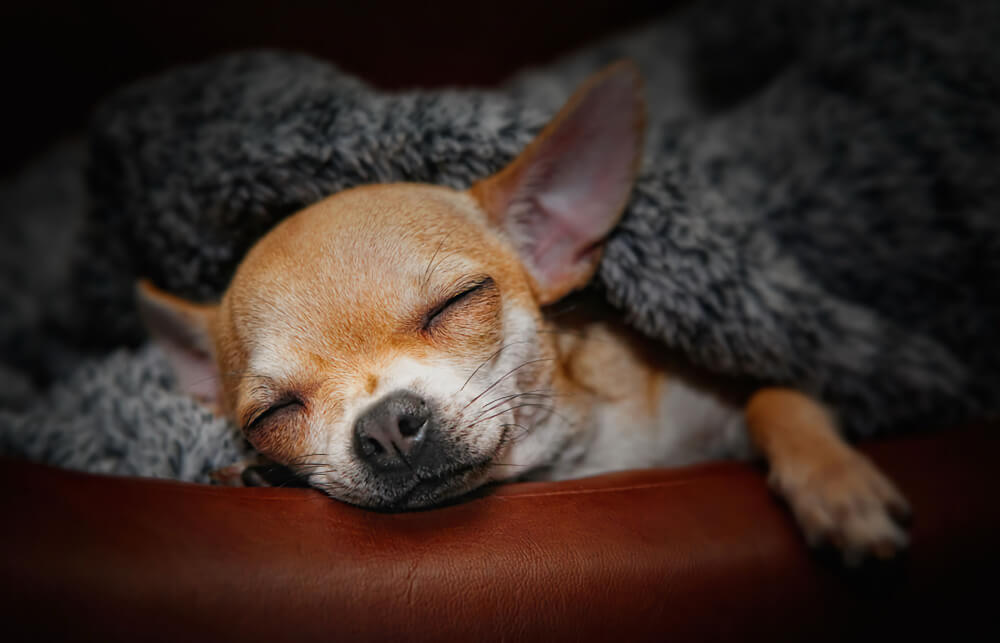 Sleepy Chihuahua resting on a leather sofa wrapped in a grey blanket, representing veterinary pharmacy services in San Diego
