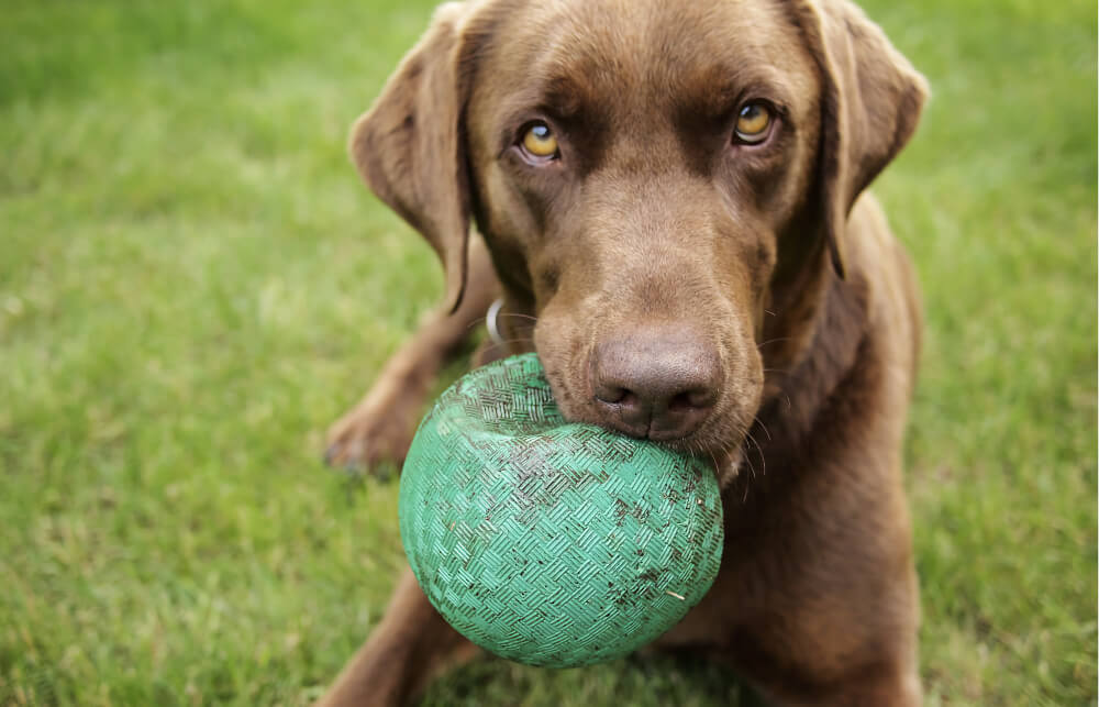 Chocolate Labrador holding a green ball on the grass, representing veterinary ultrasound services in San Diego