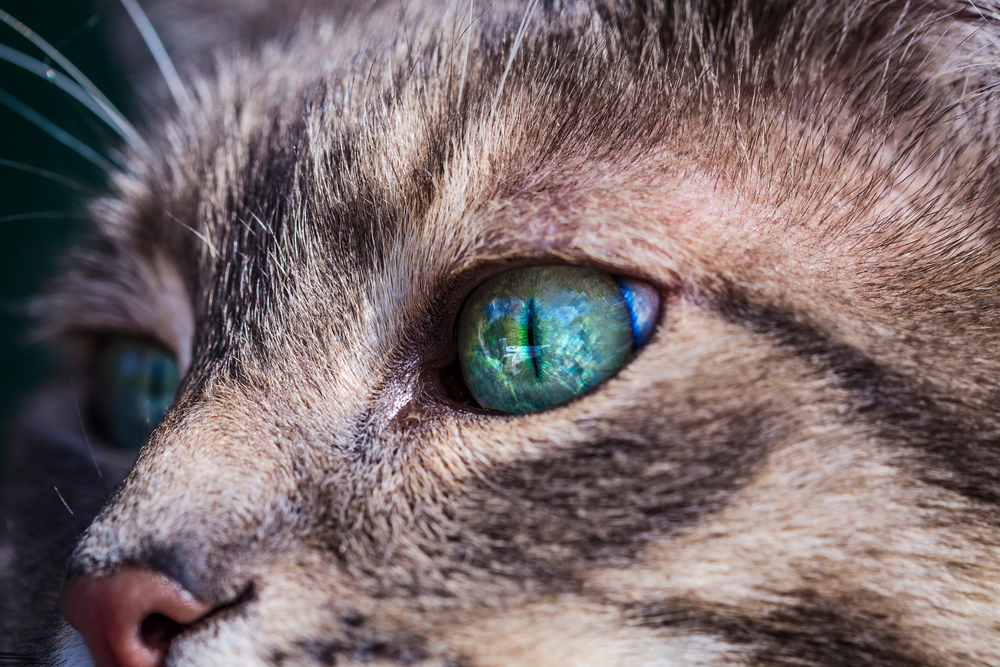 Stunning close-up of a cat's vibrant green eye, representing the importance of feline healthcare in San Diego