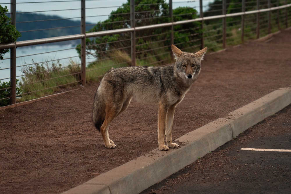 Coyote standing alert on an urban path near a fence, representing wildlife hazards and pet safety outdoors in San Diego