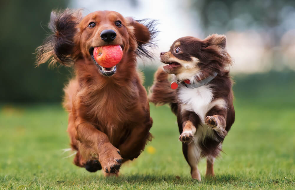 Energetic Dachshund and Chihuahua running together on grass, representing pet parasite prevention services in San Diego