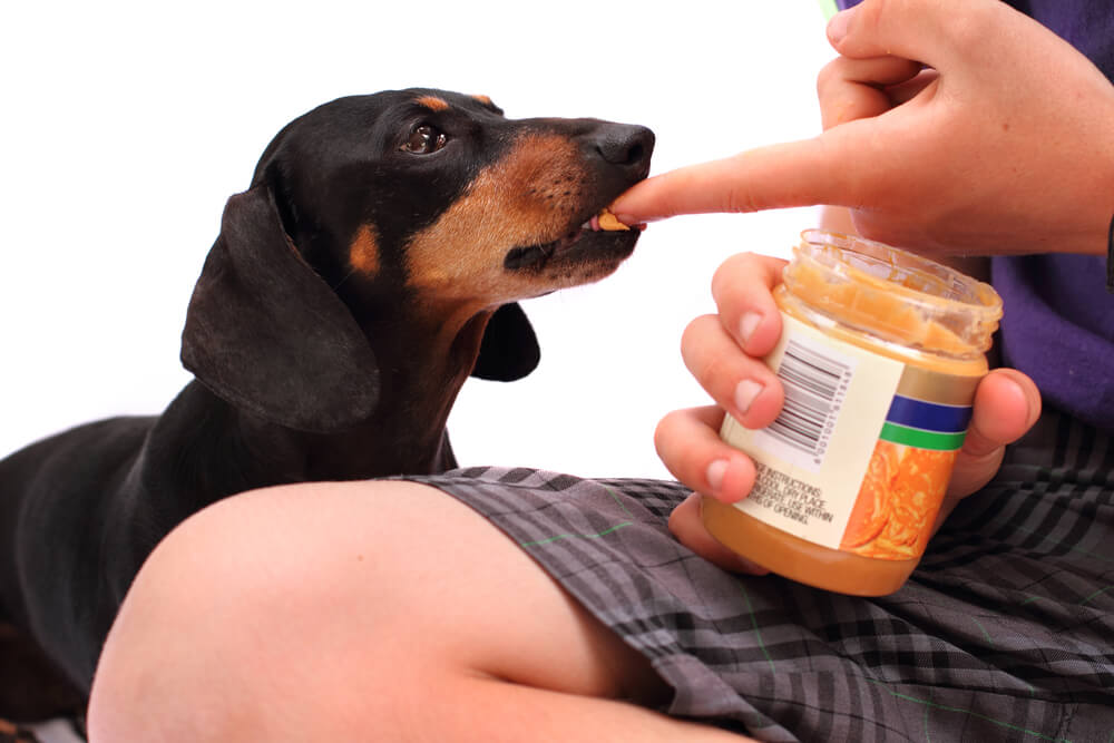 Dachshund licking peanut butter from a finger, representing xylitol toxicosis awareness for dogs in San Diego