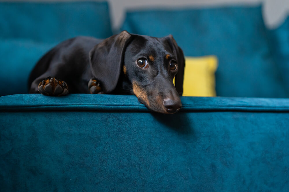 Black and tan Dachshund resting its chin on a blue sofa looking up, representing dog dental disease awareness in San Diego