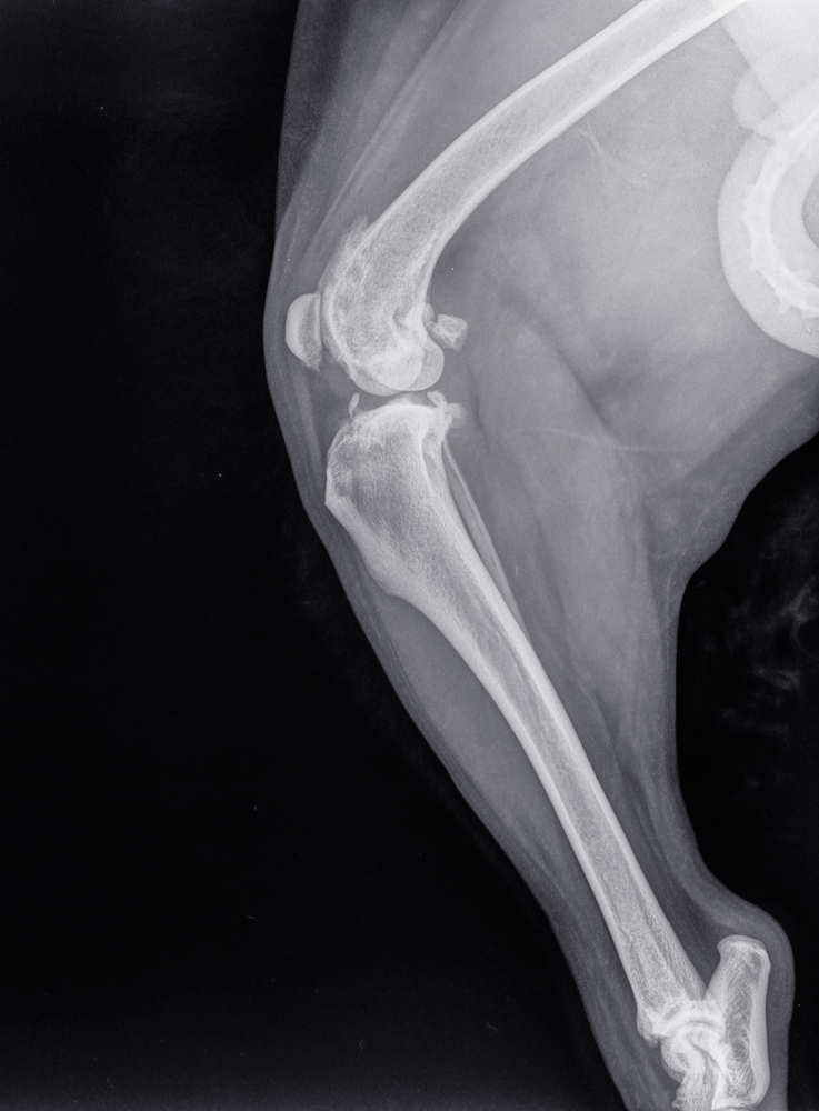 X-ray of a dog's knee joint showing cranial cruciate ligament injury, representing CCL diagnosis in San Diego