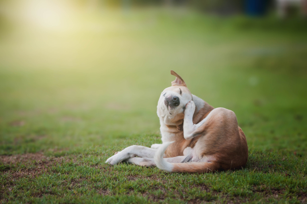 Dog scratching its ear while sitting on grass outdoors, representing flea and tick prevention for pets in San Diego