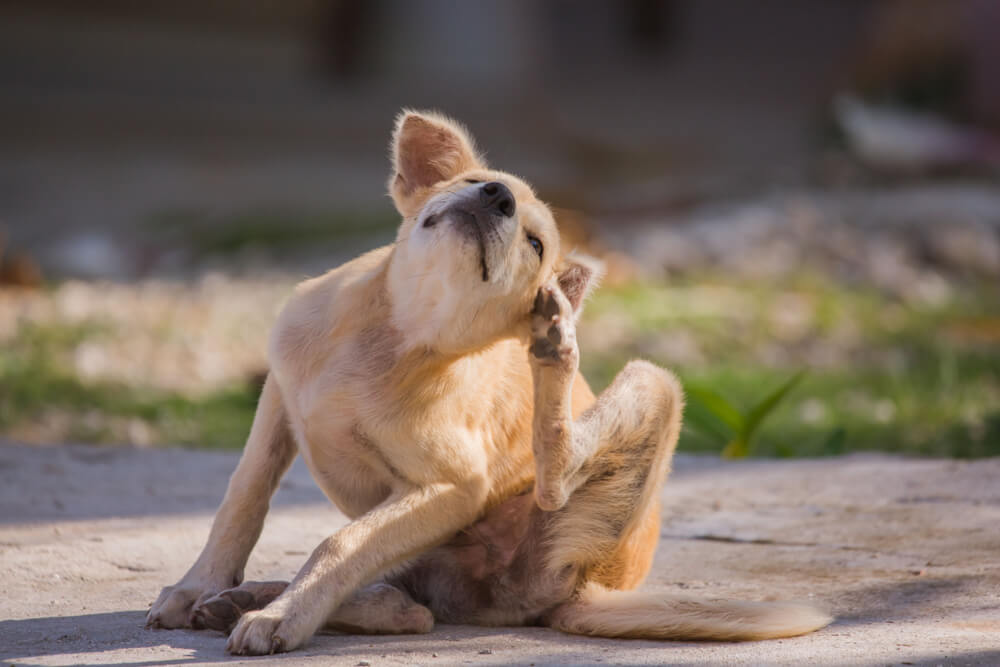Dog scratching its ear while sitting outdoors, representing common pet allergy symptoms in San Diego