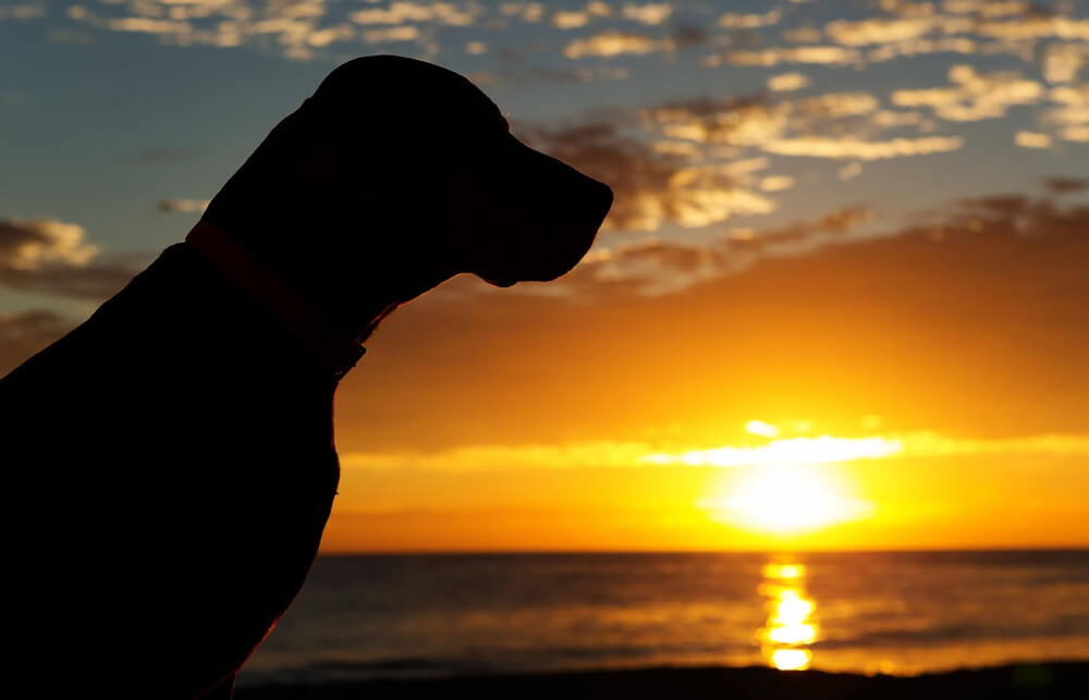 Silhouette of a dog gazing at a golden ocean sunset, representing pet hospice and euthanasia services in San Diego