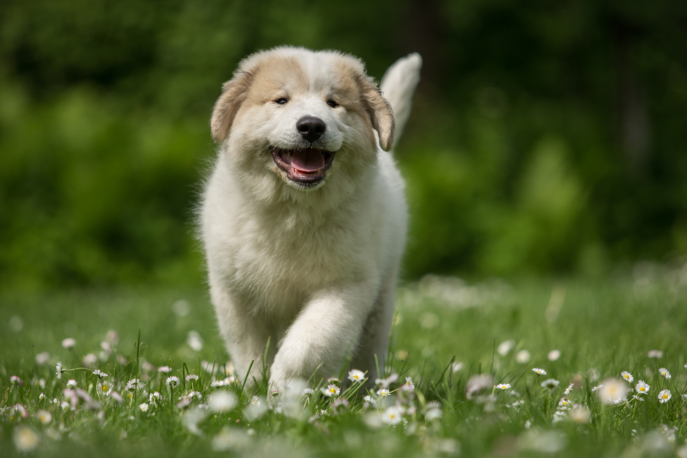 Fluffy Great Pyrenees puppy running through a field of daisies, representing heartworm prevention for healthy pets in San Diego