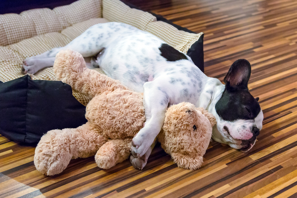 French Bulldog puppy sleeping in a pet bed cuddled with a teddy bear, representing healthy and vaccinated pet care in San Diego