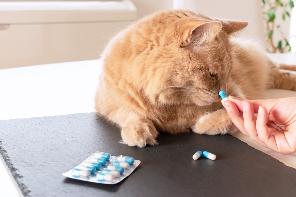 Ginger cat sniffing a medication capsule being offered by an owner, representing arthritis pain management for pets in San Diego