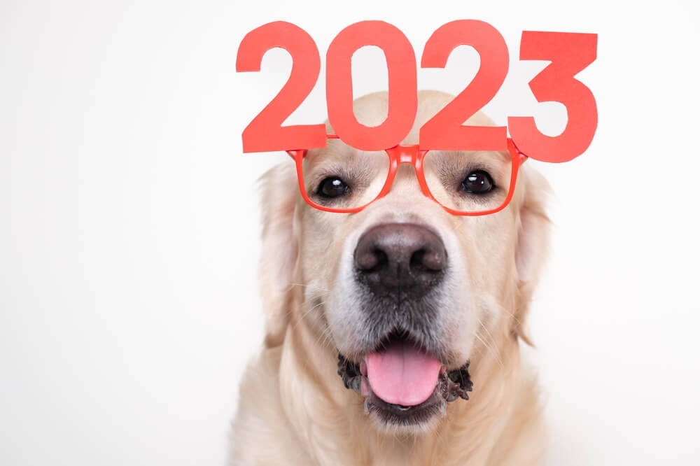 Happy Golden Retriever wearing 2023 novelty glasses, representing new year resolutions for pets in San Diego