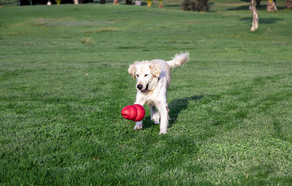 Young Golden Retriever running on grass with a red toy, representing happy healthy pets ready for travel in San Diego