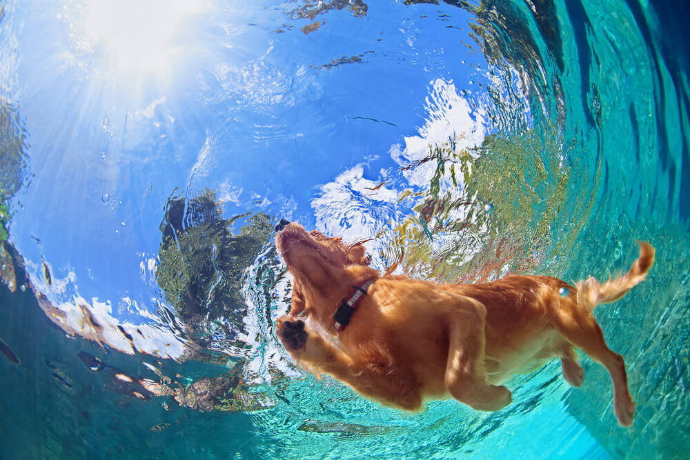 Underwater view of a Golden Retriever swimming in a clear blue pool, representing safe summer activities for pets in San Diego