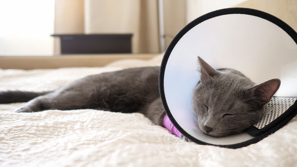 Grey cat wearing a recovery cone resting on a bed after a veterinary dental procedure in San Diego