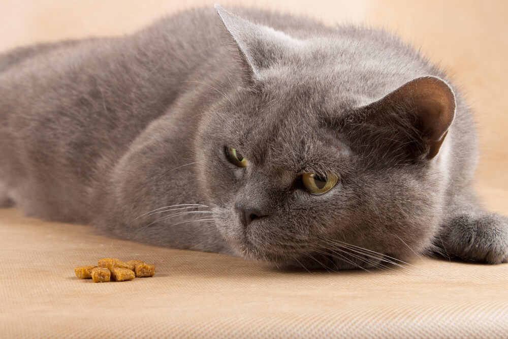 Lethargic grey cat lying down staring at a few pieces of kibble, representing signs of illness and lumps and bumps in pets in San Diego