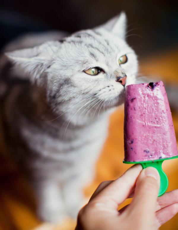 Grey tabby cat licking a fruit popsicle, representing safe summer activities for pets in San Diego