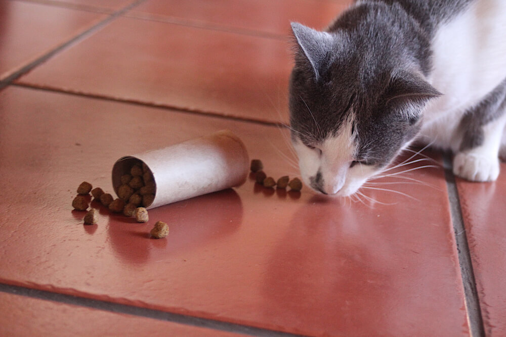 Grey and white cat eating kibble spilled from a tipped container on a tiled floor, representing pancreatitis risks in pets in San Diego