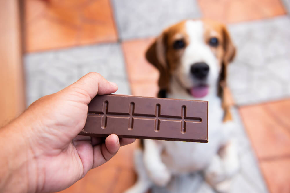 Hand holding a chocolate bar in front of a curious Beagle, representing the dangers of chocolate toxicity in pets in San Diego