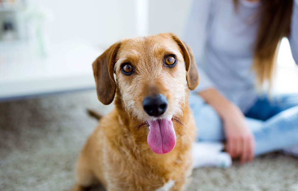Happy mixed-breed dog sitting with owner at home after recovery from pet surgery in San Diego