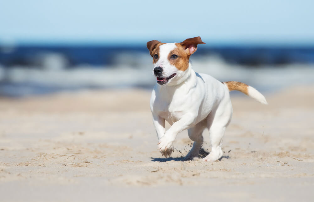 Happy Jack Russell Terrier running on the beach, representing pet wellness exams in San Diego