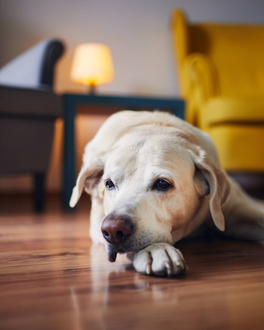 Lethargic Labrador lying on a hardwood floor at home, representing when to seek pet emergency care in San Diego