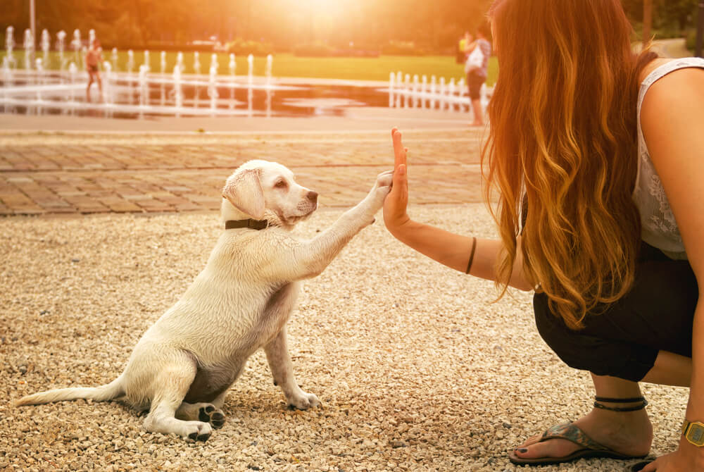 Labrador puppy giving a high five to its owner in a sunny park, representing the importance of pet wellness care in San Diego