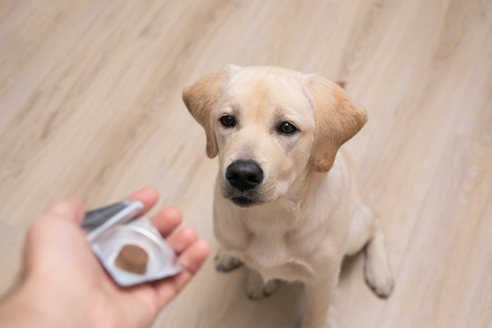 Labrador puppy looking up at a heartworm prevention tablet being offered by owner, representing heartworm prevention in San Diego