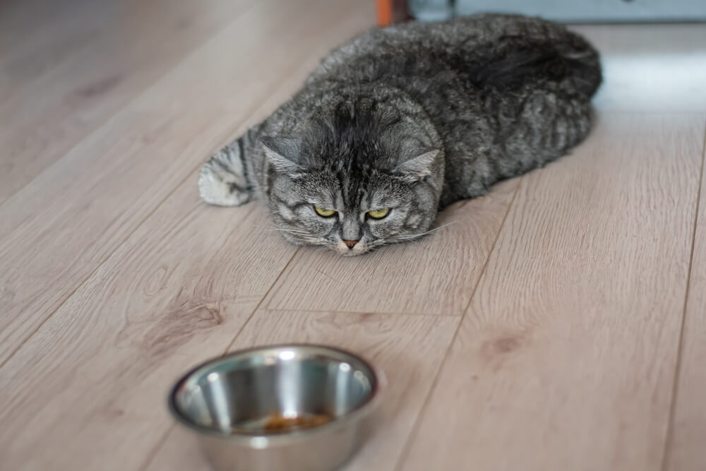 Lethargic grey tabby cat lying near an empty food bowl, representing senior pet quality of life assessment in San Diego
