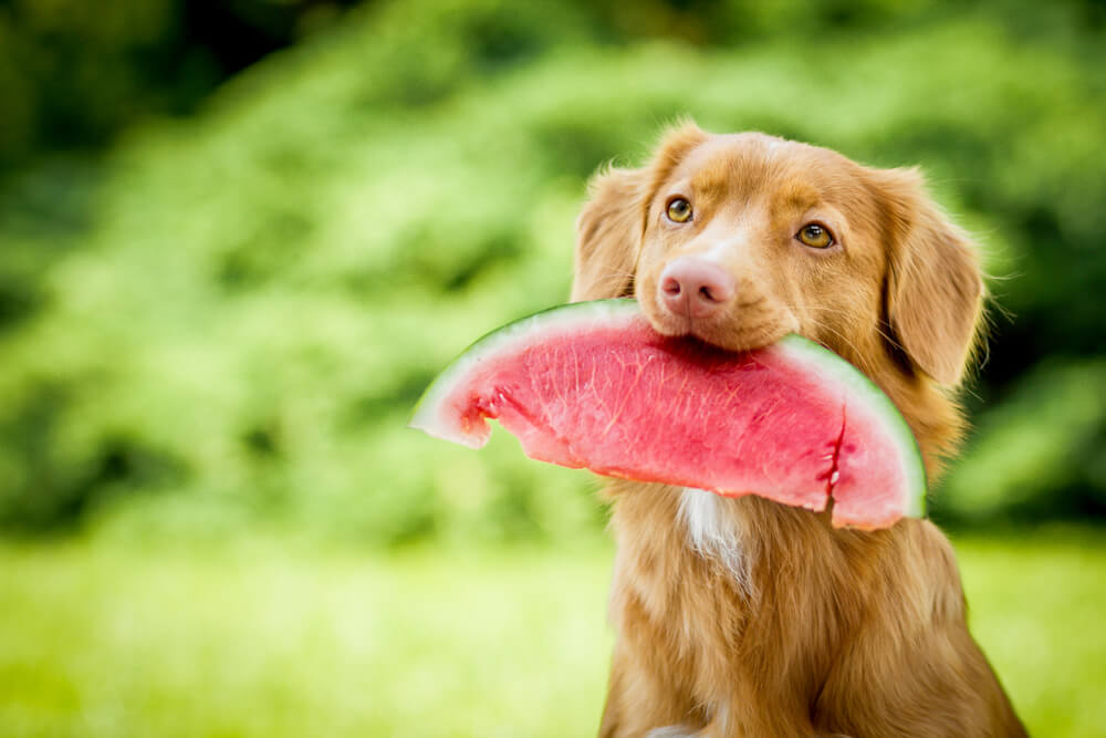 Nova Scotia Duck Tolling Retriever holding a slice of watermelon outdoors, representing cooling summer treats for dogs in San Diego