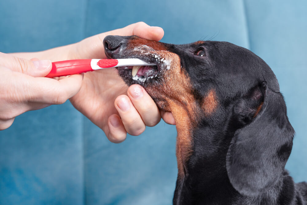 Owner brushing a Dachshund's teeth with a red toothbrush, representing dog dental disease prevention in San Diego