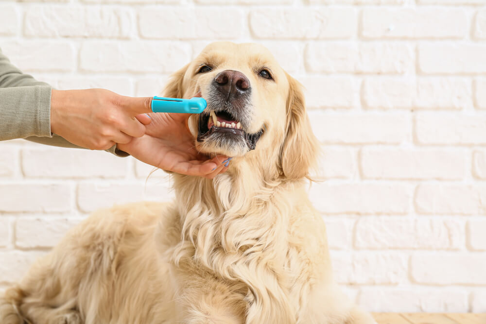 Owner brushing a Golden Retriever's teeth with a finger brush at home, representing pet dental care in San Diego