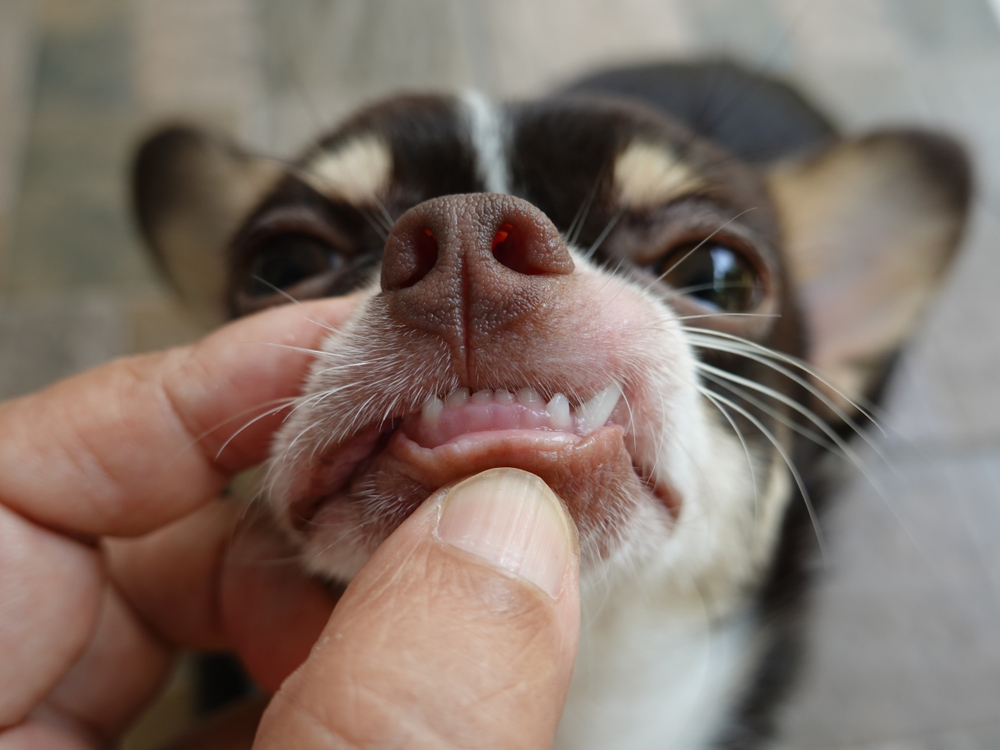 Owner inspecting a Chihuahua's teeth and gums up close, representing pet dental health tips in San Diego
