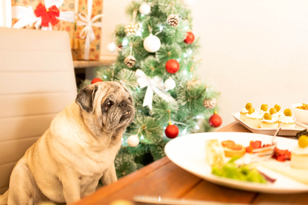 Pug sitting beside a Christmas tree eyeing a plate of holiday food, representing holiday food hazards for pets in San Diego