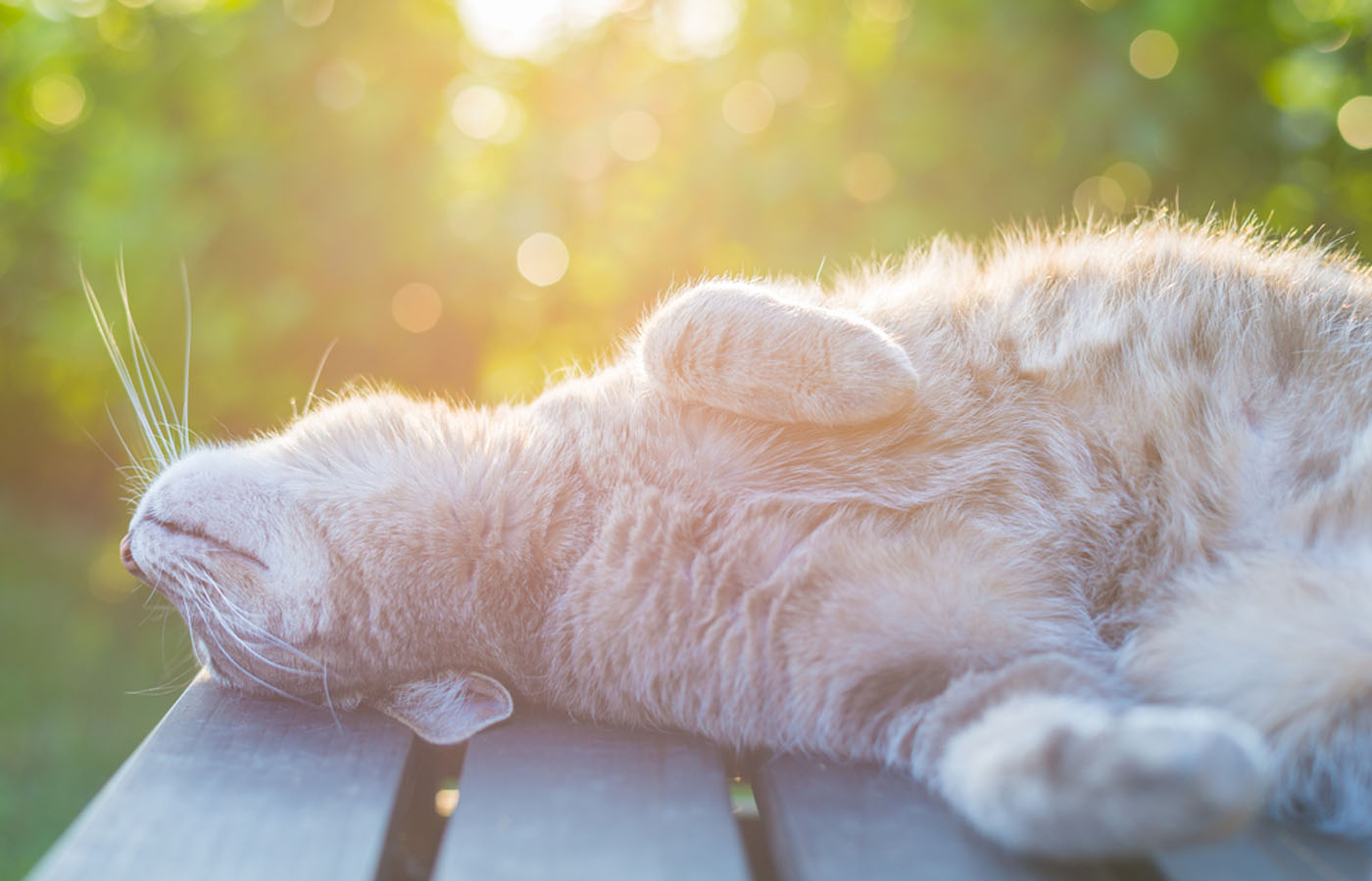 Relaxed ginger cat lying in warm sunlight outdoors, representing veterinary laser therapy services in San Diego