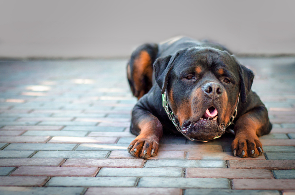 Rottweiler lying on a brick pavement looking lethargic, representing pet emergencies requiring urgent veterinary care in San Diego