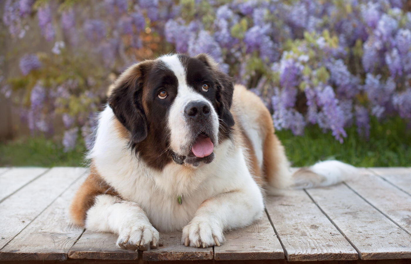 Large Saint Bernard dog resting on a wooden deck outdoors, representing TPLO surgery services in San Diego
