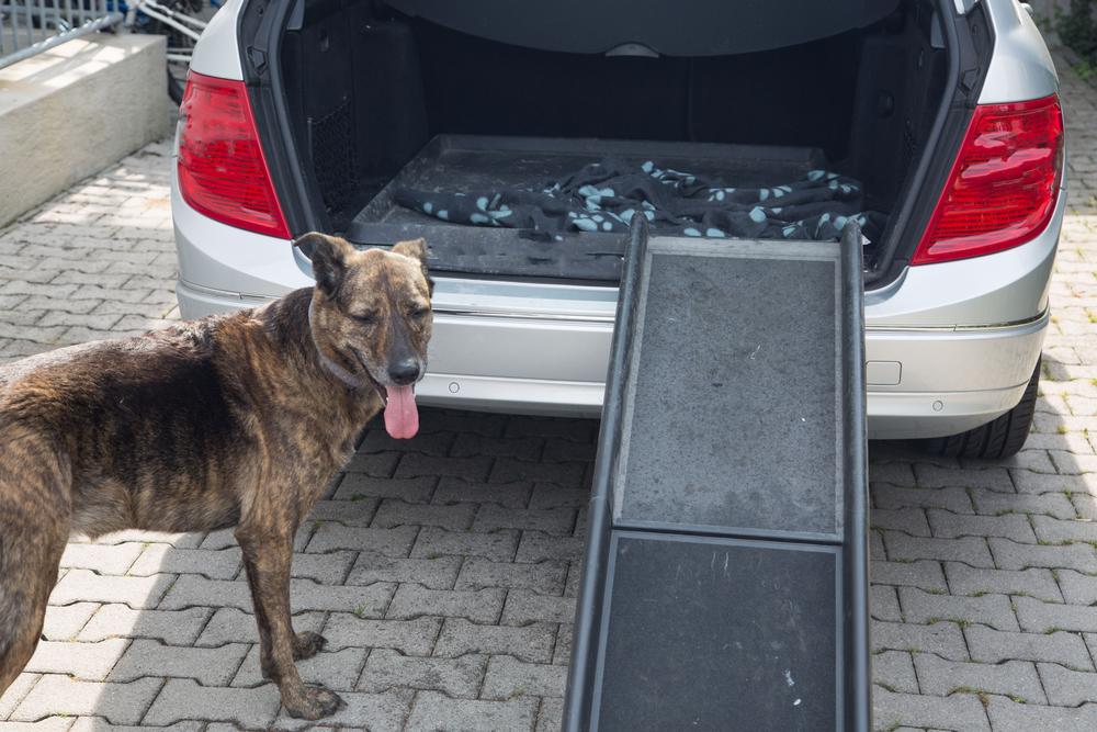 Senior brindle dog standing beside a car ramp for easier mobility, representing arthritis management for pets in San Diego