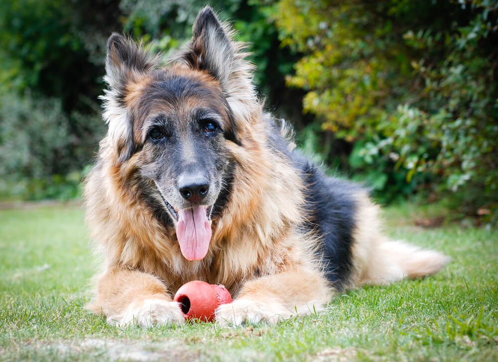 Senior German Shepherd resting on grass with a red toy, representing senior pet quality of life care in San Diego