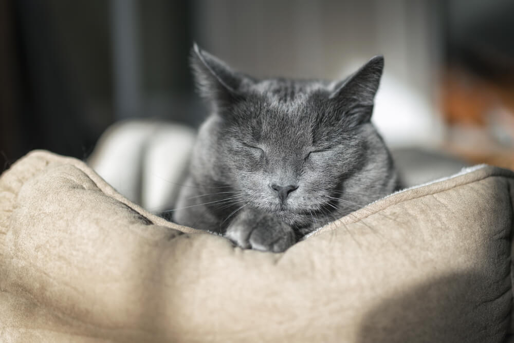 Senior grey cat sleeping peacefully in a soft pet bed, representing senior pet care advice in San Diego