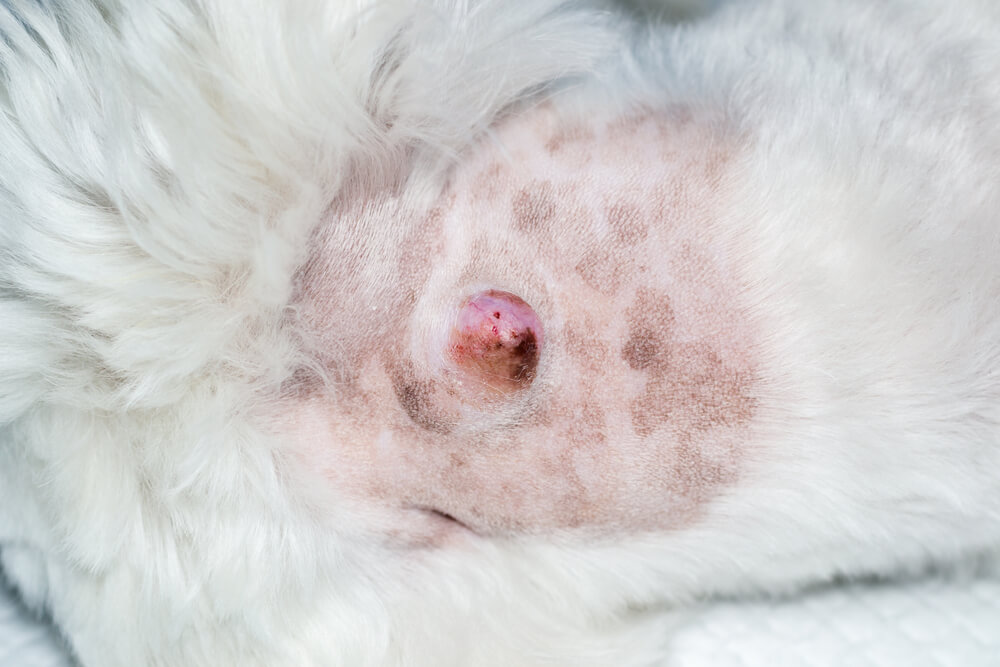Close-up of a raised skin lump on a dog's abdomen, representing pet lump and bump evaluation services in San Diego