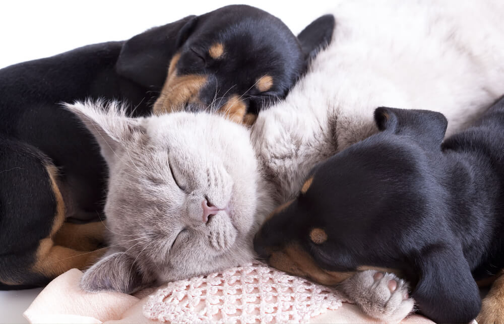 Newborn puppies and a grey kitten sleeping together, representing puppy and kitten care services in San Diego
