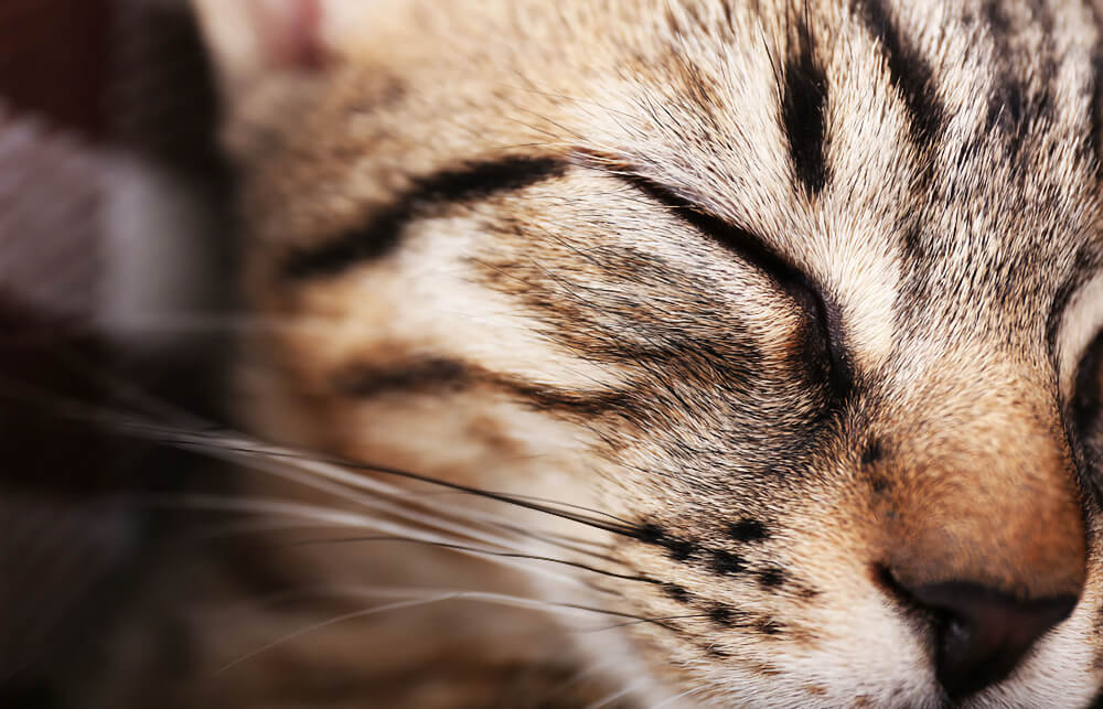Close-up of a peacefully sleeping tabby cat, representing veterinary pain management services in San Diego