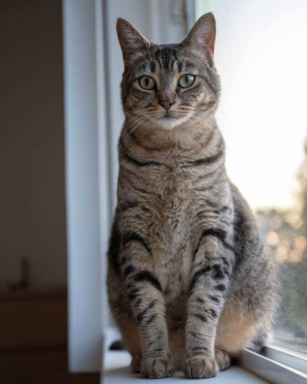 Tabby cat sitting upright on a windowsill looking alert, representing veterinary promotions and special offers in San Diego