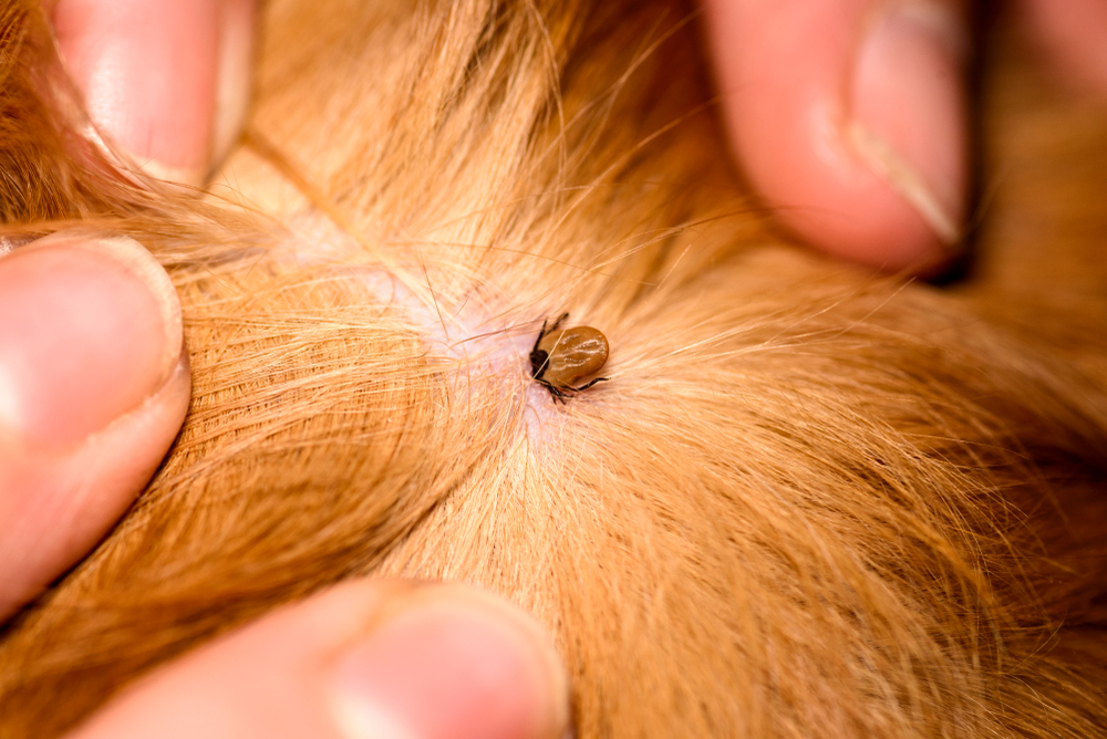 Close-up of a tick embedded in a dog's fur being found by an owner, representing the importance of flea and tick prevention in San Diego